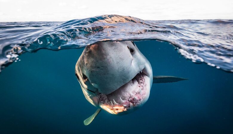 Underwater Photographer of the Year winner revealed