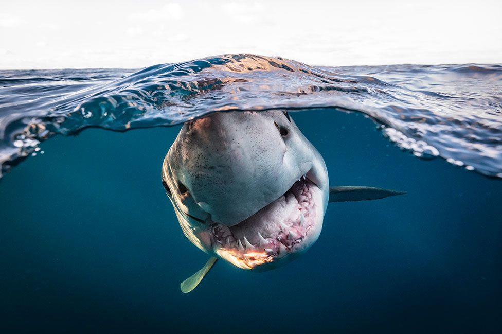 Underwater Photographer of the Year winner revealed